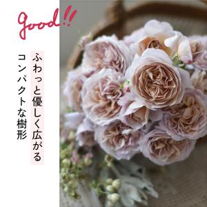 ＼ 早割 / 母の日 プレゼント バラ 河本バ...の詳細画像5