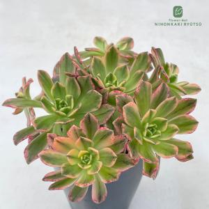 多肉植物 caアエオニウム ブロンズメダル錦 多肉植物 甜茶錦 アエオニウム 7.5cmポット pic