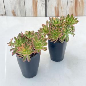 多肉植物 caアエオニウム ブロンズメダル錦 ...の詳細画像1