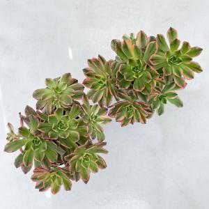 多肉植物 caアエオニウム ブロンズメダル錦 ...の詳細画像2