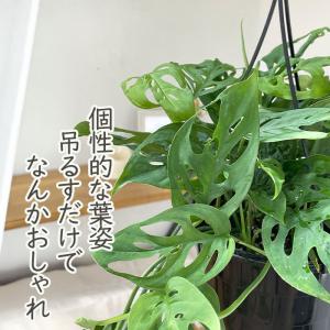 観葉植物 モンステラ オブリクアエクスピラータ...の詳細画像1