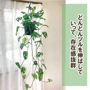 観葉植物 モンステラ オブリクアエクスピラータ...の詳細画像1