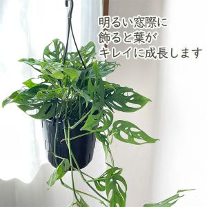 観葉植物 モンステラ オブリクアエクスピラータ...の詳細画像2