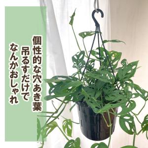 観葉植物 モンステラ オブリクアエクスピラータ...の詳細画像2