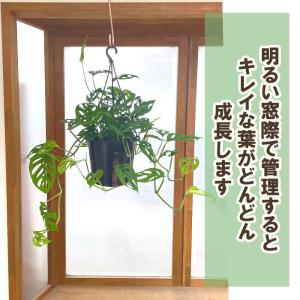 観葉植物 モンステラ オブリクアエクスピラータ...の詳細画像3