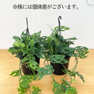 観葉植物 モンステラ オブリクアエクスピラータ...の詳細画像4