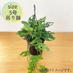 観葉植物 モンステラ オブリクアエクスピラータ...の詳細画像5