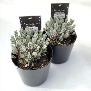 多肉植物 seクラッスラ パンクチュラータ 多...の詳細画像1