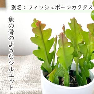 観葉植物 cot エピフィルム アングリガー ...の詳細画像1