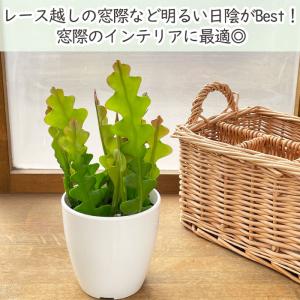 観葉植物 cot エピフィルム アングリガー ...の詳細画像2