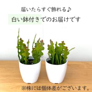 観葉植物 cot エピフィルム アングリガー ...の詳細画像3