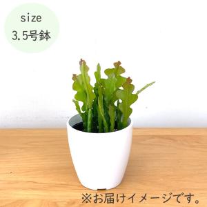 観葉植物 cot エピフィルム アングリガー ...の詳細画像4