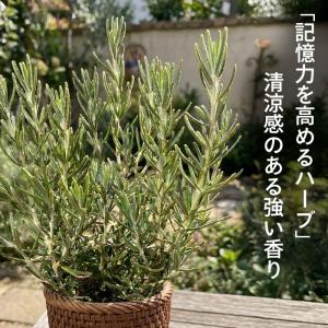 ローズマリー 苗 ピンクローズマリー 9cmポ...の詳細画像2