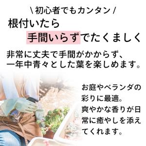 ローズマリー 苗 ピンクローズマリー 9cmポ...の詳細画像4