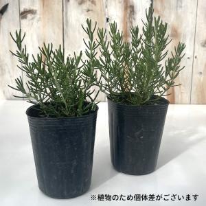 ローズマリー 苗 ピンクローズマリー 9cmポ...の詳細画像5