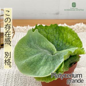 観葉植物 コウモリラン ビカクシダ グランデ 9cmポット プラティセリウム 観葉植物 小型 小さい 室内 贈り物 プレゼント インテリア おしゃれ