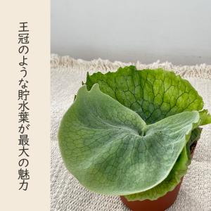観葉植物 コウモリラン ビカクシダ グランデ ...の詳細画像1