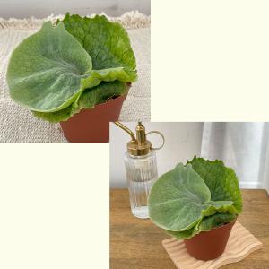 観葉植物 コウモリラン ビカクシダ グランデ ...の詳細画像2