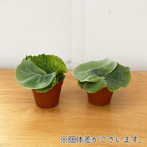 観葉植物 コウモリラン ビカクシダ グランデ ...の詳細画像3
