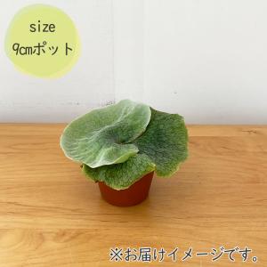 観葉植物 コウモリラン ビカクシダ グランデ ...の詳細画像4