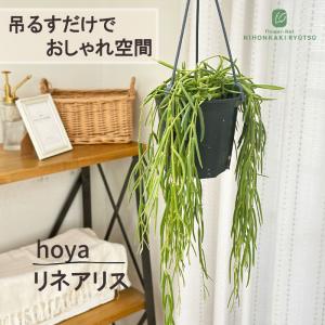 日本花キ流通 予約販売 観葉植物 ホヤ デシプラエ 4号 吊り鉢 吊り下げ