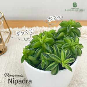 観葉植物 cot ペペロミア ニパドラ 3.5号鉢 観葉植物 小型 小さい 室内 贈り物 プレゼント インテリア おしゃれ