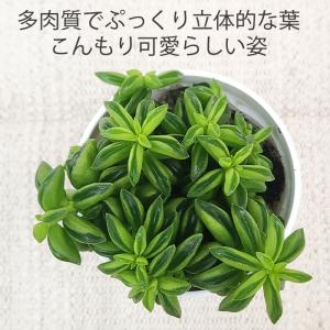 観葉植物 cot ペペロミア ニパドラ 3.5...の詳細画像1