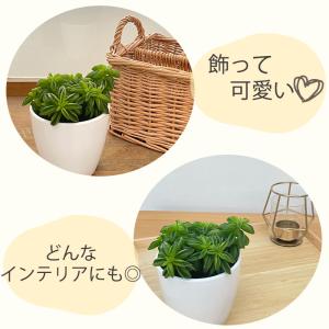 観葉植物 cot ペペロミア ニパドラ 3.5...の詳細画像2