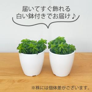 観葉植物 cot ペペロミア ニパドラ 3.5...の詳細画像3