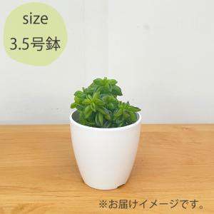 観葉植物 cot ペペロミア ニパドラ 3.5...の詳細画像4