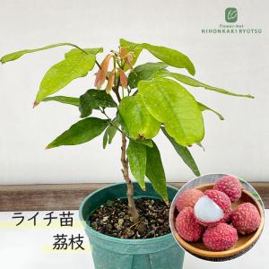 ライチ苗 チャカパットレイシ取木 : 佛山ヤフー店 - 通販 - Yahoo
