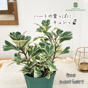 観葉植物 フィカス トライアンギュラリス スウィートハート 4号鉢 観葉植物 小型 小さい 室内 贈り物 プレゼント インテリア おしゃれ