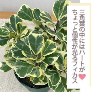 観葉植物 フィカス トライアンギュラリス スウ...の詳細画像1