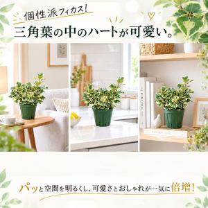 観葉植物 フィカス トライアンギュラリス スウ...の詳細画像2