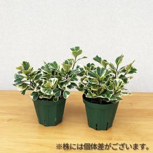 観葉植物 フィカス トライアンギュラリス スウ...の詳細画像3