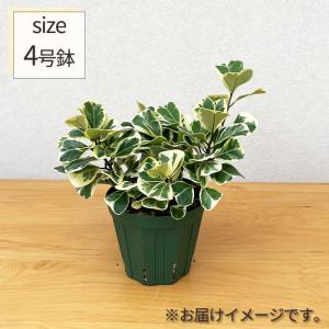 観葉植物 フィカス トライアンギュラリス スウ...の詳細画像4