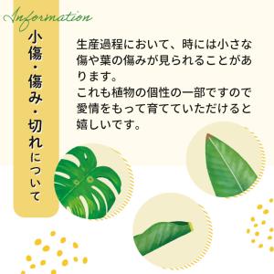 観葉植物 フィカス トライアンギュラリス スウ...の詳細画像5