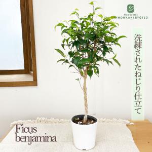 観葉植物 ベンジャミン ねじり 4号鉢 ベンジャミナ フィカス 観葉植物 室内 贈り物 プレゼント インテリア おしゃれ