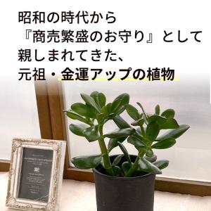 多肉植物 ca金のなる木 花月 4号鉢 花月 ...の詳細画像1