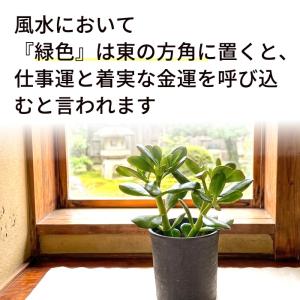 多肉植物 ca金のなる木 花月 4号鉢 花月 ...の詳細画像2