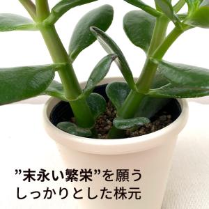 多肉植物 ca金のなる木 花月 4号鉢 花月 ...の詳細画像3