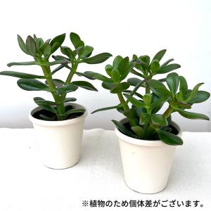 多肉植物 ca金のなる木 花月 4号鉢 花月 ...の詳細画像4