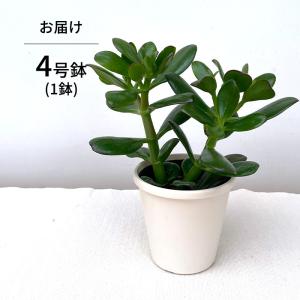 多肉植物 ca金のなる木 花月 4号鉢 花月 ...の詳細画像5