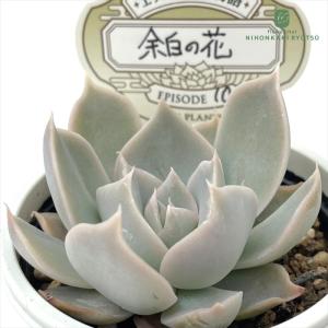 多肉植物 O’sエケベリア百物語 EPISODE 10 余白の花 多肉植物 O’s PLANTS オーズプランツさん苗 送料無料 エケベリア 6cmポット 【お一人様1点限り】