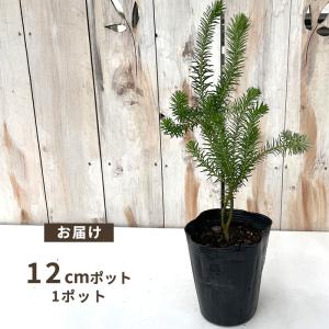 予約販売 バンクシア ヒース 12cmポット ...の詳細画像2