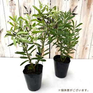 予約販売 プロテア ネリィフォリア ピンク 1...の詳細画像1