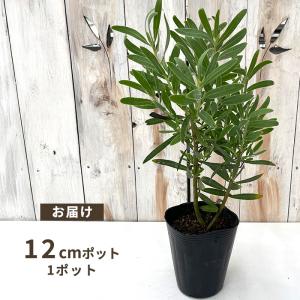 予約販売 プロテア ネリィフォリア ピンク 1...の詳細画像2