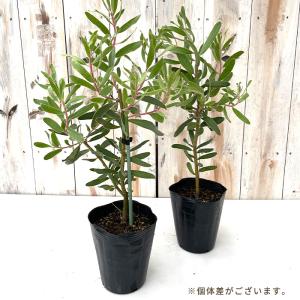 予約販売 プロテア スザンナエ 12cmポット...の詳細画像1