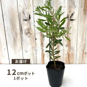 予約販売 プロテア スザンナエ 12cmポット...の詳細画像2