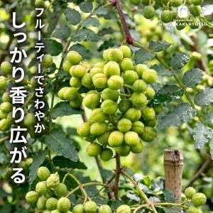予約販売 ぶどう山椒 12cmポット ブドウサンショウ ハーブ苗木 果樹苗 送料無料 hru 11月上旬以降発送